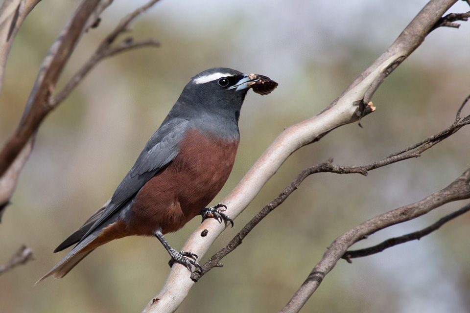 White Browed Woodswallow Bushpea 1821 Large